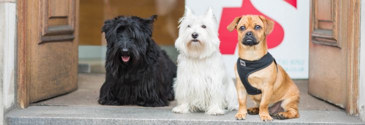 Faron Sutaria joins the Lets with Pets scheme